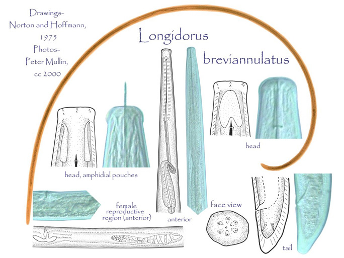 Представитель Семейства Longidoridae